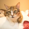 POUPETTE (RESERVEE) A17431