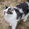 JASMINE A17378