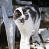 JASMINE A17378
