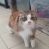 Minou