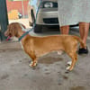 GABO (MARTINA)