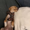 INDIE (MARTINA)