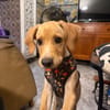 INDIE (MARTINA)