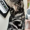 SARTRE À ADOPTER AVEC UN CHAT DÉJÀ PRÉSENT CHEZ VOUS