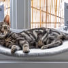 SARTRE À ADOPTER AVEC UN CHAT DÉJÀ PRÉSENT CHEZ VOUS