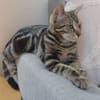 SARTRE À ADOPTER AVEC UN CHAT DÉJÀ PRÉSENT CHEZ VOUS