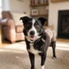 Winston