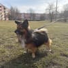 Borysek