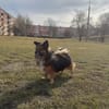 Borysek