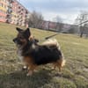 Borysek