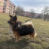 Borysek