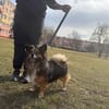 Borysek
