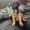 Aldo, le magnifico