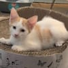CHIMAMANDA À ADOPTER AVEC UN CHAT DÉJÀ PRÉSENT CHEZ VOUS