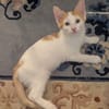CHIMAMANDA À ADOPTER AVEC UN CHAT DÉJÀ PRÉSENT CHEZ VOUS