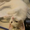 CHIMAMANDA À ADOPTER AVEC UN CHAT DÉJÀ PRÉSENT CHEZ VOUS