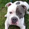 Balu