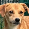 PUMUCKL-sanfter, hübscher Rüde, 41 cm