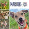 MARLING * weltoffene Frohnatur