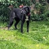 Sofi 🥰 verschmust und anschmiegsam - auf PS in Bayern