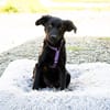Unser süßer Wirbelwind Nala sucht ein neues Kuschelkörbchen