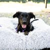 Unser süßer Wirbelwind Nala sucht ein neues Kuschelkörbchen