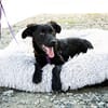 Unser süßer Wirbelwind Nala sucht ein neues Kuschelkörbchen