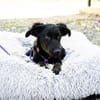 Unser süßer Wirbelwind Nala sucht ein neues Kuschelkörbchen