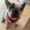 Amy - Familie gesucht