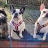Amy - Familie gesucht
