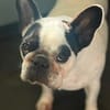 Amy - Familie gesucht