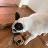Amy - Familie gesucht