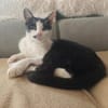 Unser bildhübscher Traumkater Liam sucht ein Zuhause