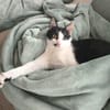 Unser bildhübscher Traumkater Liam sucht ein Zuhause