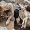 Unser bildhübscher Traumkater Liam sucht ein Zuhause