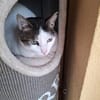 Trollo sucht liebe Menschen mit Katzenverstand