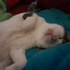 Trollo sucht liebe Menschen mit Katzenverstand