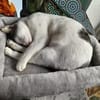 Trollo sucht liebe Menschen mit Katzenverstand