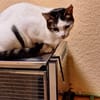 Trollo sucht liebe Menschen mit Katzenverstand