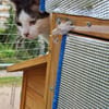 Trollo sucht liebe Menschen mit Katzenverstand