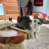 Momo & Luna suchen gemeinsam ein Zuhause