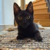 Momo & Luna suchen gemeinsam ein Zuhause