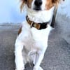 FRANKIE sucht endlich seine Familie