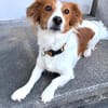 FRANKIE sucht endlich seine Familie