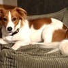 FRANKIE sucht endlich seine Familie