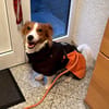 FRANKIE sucht endlich seine Familie