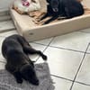 Die liebe blinde Kassiopeia sucht eine ruhige Familie...