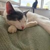 Silvan  Traumkater sucht ein Zuhause