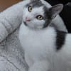 Silvan  Traumkater sucht ein Zuhause