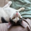 Silvan  Traumkater sucht ein Zuhause
